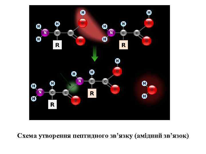 Схема утворення пептидного зв’язку (амідний зв’язок) 