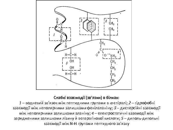 Слабкі взаємодії (зв’язки) в білках: 1 – водневий зв’язок між пептидними групами в -спіралі;