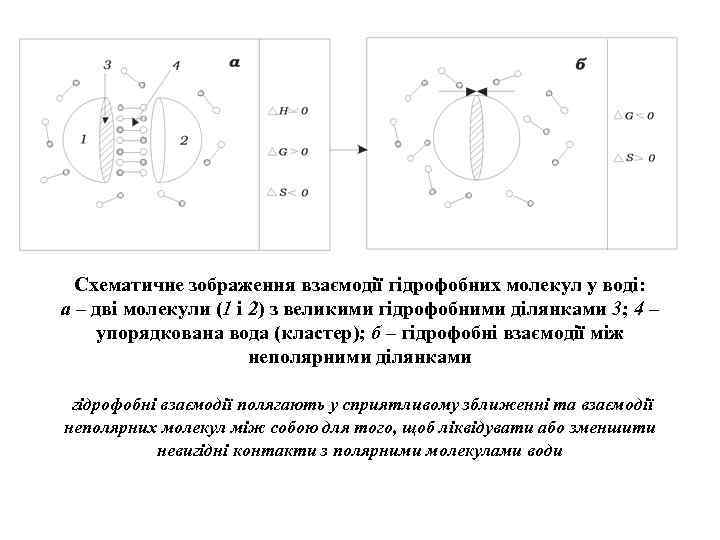 Схематичне зображення взаємодії гідрофобних молекул у воді: а – дві молекули (1 і 2)