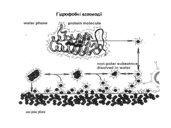 Гідрофобні взаємодії поп-роіаг р. Назе 