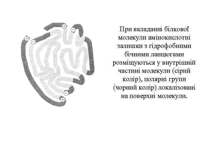 При вкладанні білкової молекули амінокислотні залишки з гідрофобними бічними ланцюгами розміщуються у внутрішній частині