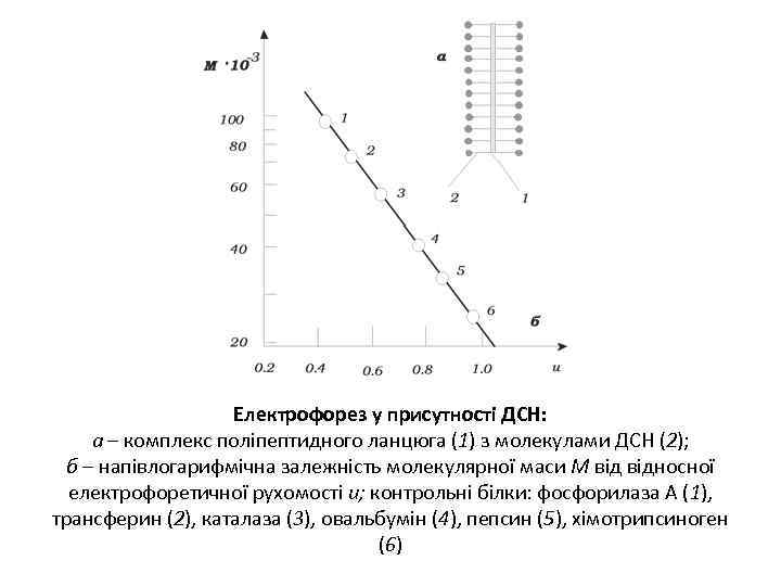 Електрофорез у присутності ДСН: а – комплекс поліпептидного ланцюга (1) з молекулами ДСН (2);