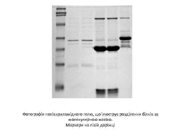 Фотографія поліакриламідного гелю, що ілюструє розділення білків за молекулярною масою. Маркери на лівій доріжці