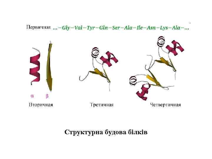 Структурна будова білків 