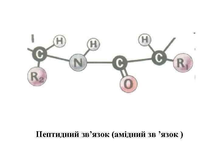 Пептидний зв’язок (амідний зв ’язок ) 