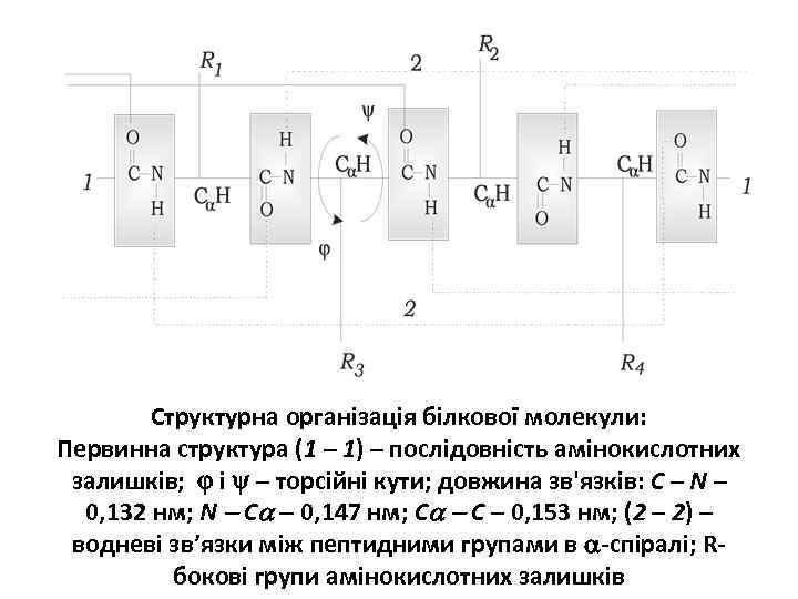 Структурна організація білкової молекули: Первинна структура (1 – 1) – послідовність амінокислотних залишків; і