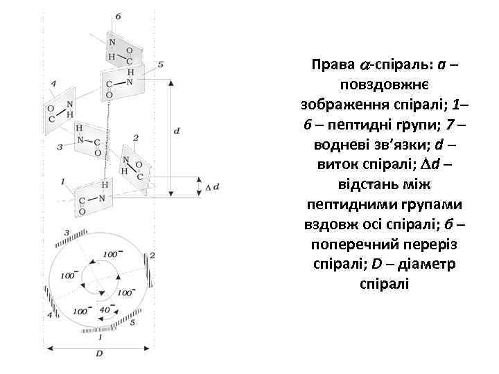 Права -спіраль: а – повздовжнє зображення спіралі; 1– 6 – пептидні групи; 7 –