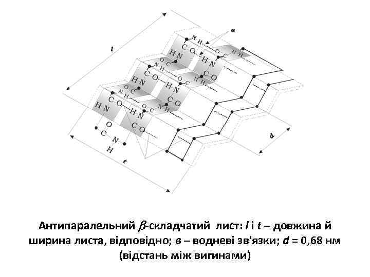 Антипаралельний -складчатий лист: l і t – довжина й ширина листа, відповідно; в –
