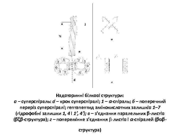 Надвторинні білкові структури: а – суперспіраль: d – крок суперспіралі; 1 – -спіраль; б