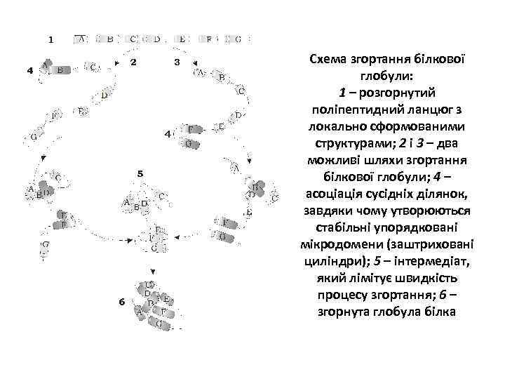 Схема згортання білкової глобули: 1 – розгорнутий поліпептидний ланцюг з локально сформованими структурами; 2