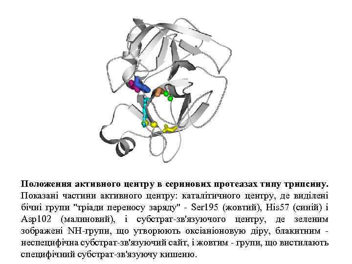 Положення активного центру в серинових протеазах типу трипсину. Показані частини активного центру: каталітичного центру,