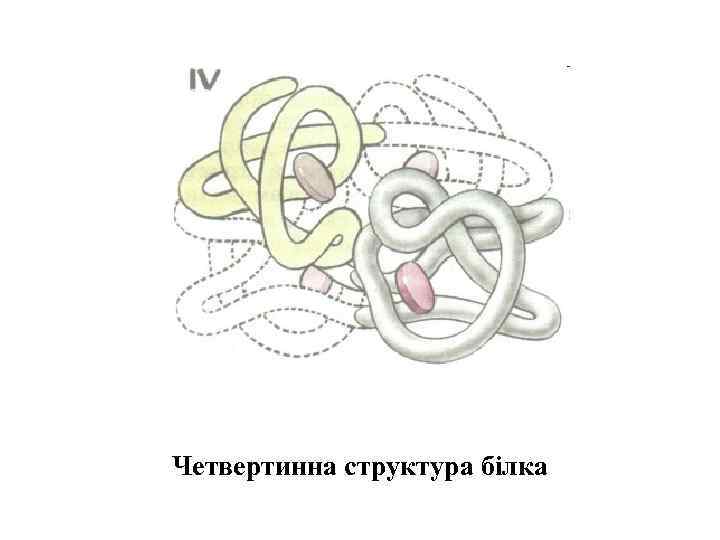 Четвертинна структура білка 