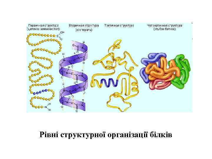 Рівні структурної організації білків 