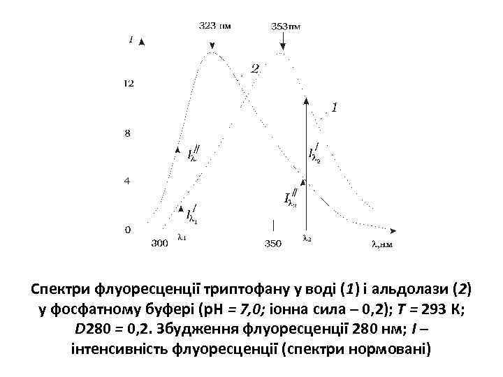 Спектри флуоресценції триптофану у воді (1) і альдолази (2) у фосфатному буфері (р. Н