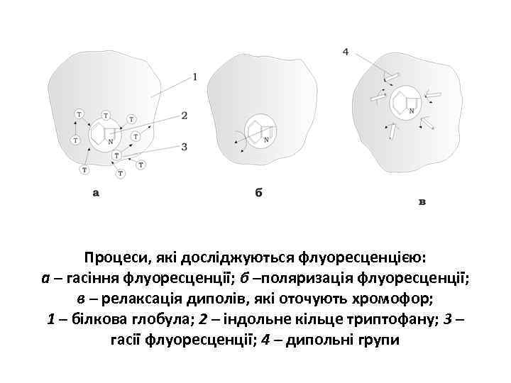 Процеси, які досліджуються флуоресценцією: а – гасіння флуоресценції; б –поляризація флуоресценції; в – релаксація