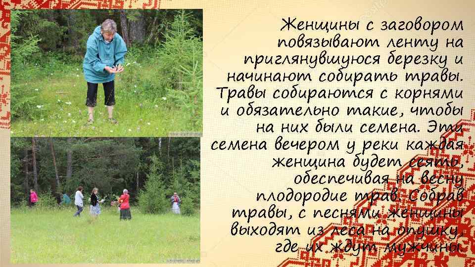 Женщины с заговором повязывают ленту на приглянувшуюся березку и начинают собирать травы. Травы собираются