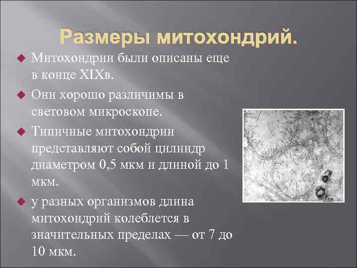 Размеры митохондрий. Митохондрии были описаны еще в конце XIXв. Они хорошо различимы в световом