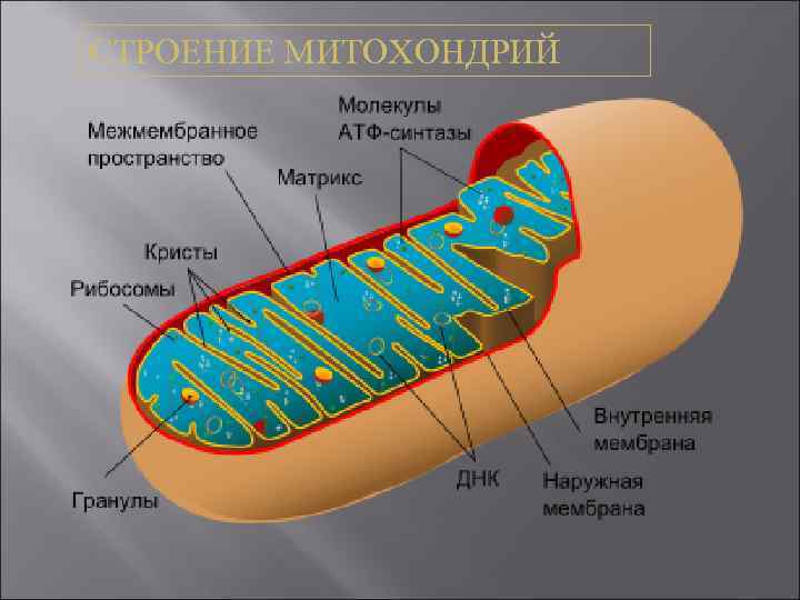 СТРОЕНИЕ МИТОХОНДРИЙ 