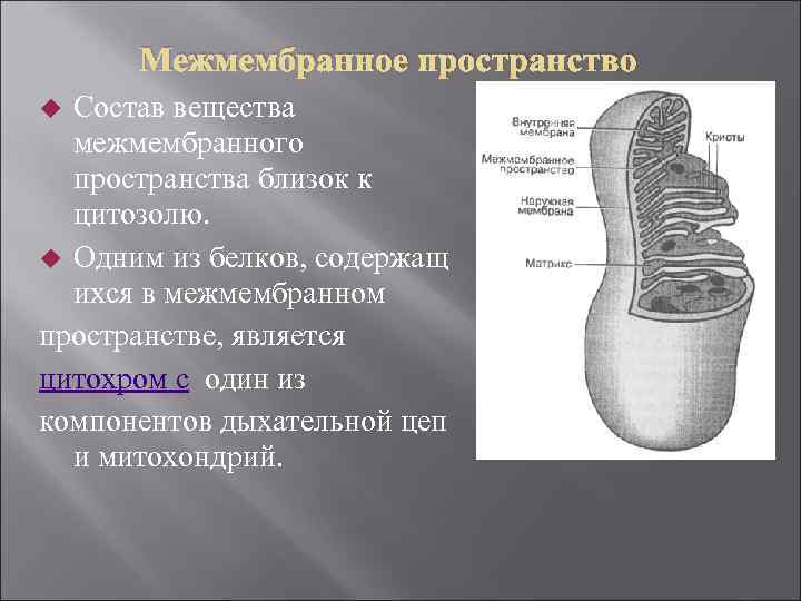 Межмембранное пространство Состав вещества межмембранного пространства близок к цитозолю. Одним из белков, содержащ ихся