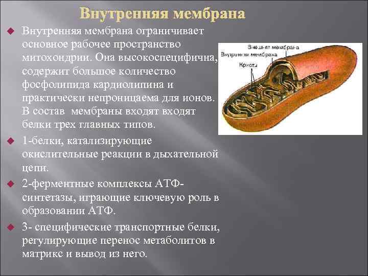 Внутренняя мембрана Внутренняя мембрана ограничивает основное рабочее пространство митохондрии. Она высокоспецифична, содержит большое количество