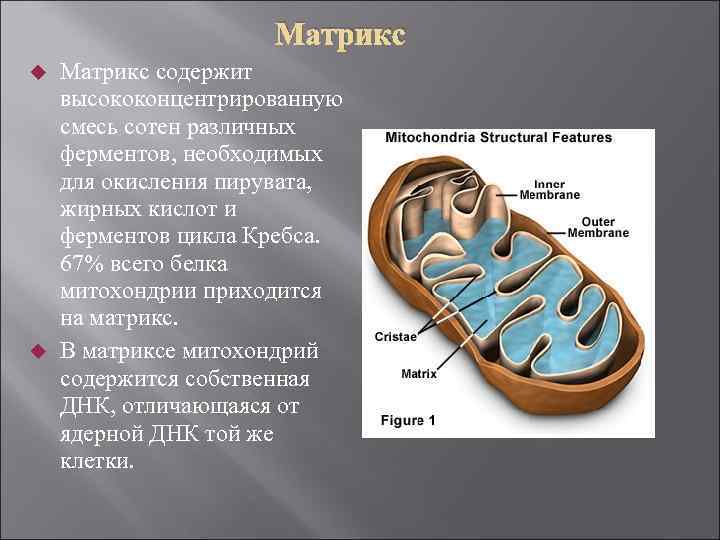 Матрикс содержит высококонцентрированную смесь сотен различных ферментов, необходимых для окисления пирувата, жирных кислот и