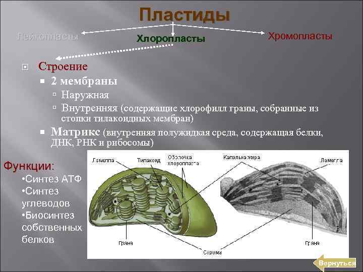 Пластиды Лейкопласты Хлоропласты Хромопласты Строение 2 мембраны Наружная Внутренняя (содержащие хлорофилл граны, собранные из