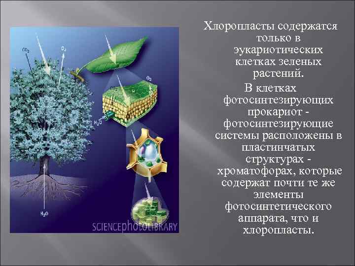 Хлоропласты содержатся только в эукариотических клетках зеленых растений. В клетках фотосинтезирующих прокариот - фотосинтезирующие