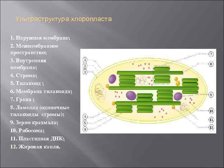 Ультраструктура хлоропласта 1. Наружная мембрана; 2. Межмембранное пространство; 3. Внутренняя мембрана; 4. Строма; 5.