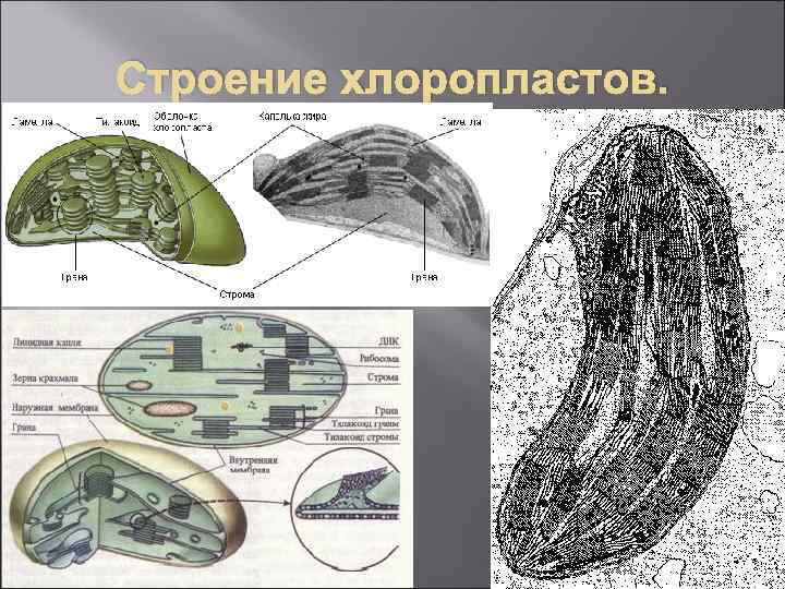 Строение хлоропластов. 