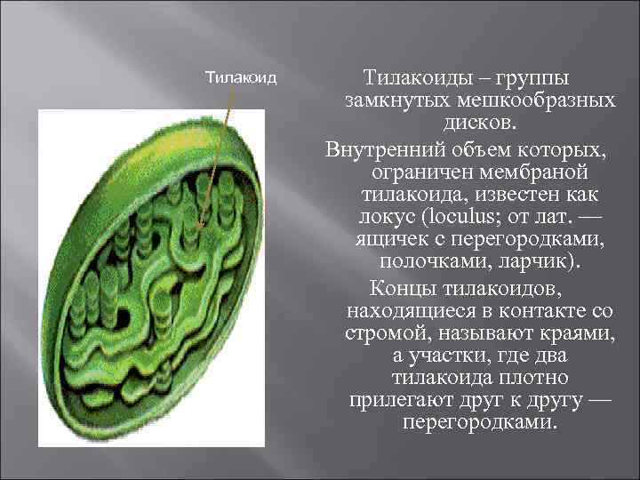 Тилакоиды – группы замкнутых мешкообразных дисков. Внутренний объем которых, ограничен мембраной тилакоида, известен как