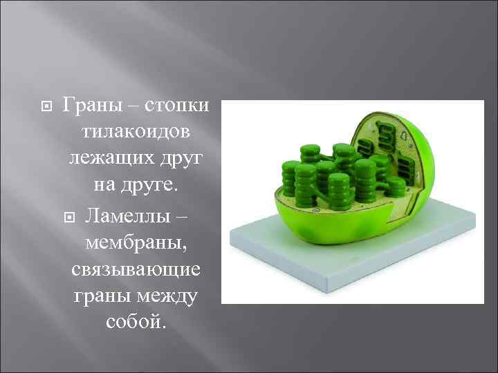  Граны – стопки тилакоидов лежащих друг на друге. Ламеллы – мембраны, связывающие граны