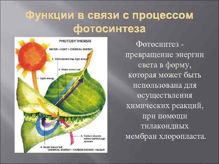 Функции в связи с процессом фотосинтеза Фотосинтез превращение энергии света в форму, которая может