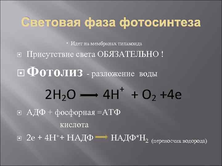Световая фаза фотосинтеза Идет на мембранах тилакоида Присутствие света ОБЯЗАТЕЛЬНО ! Фотолиз - разложение