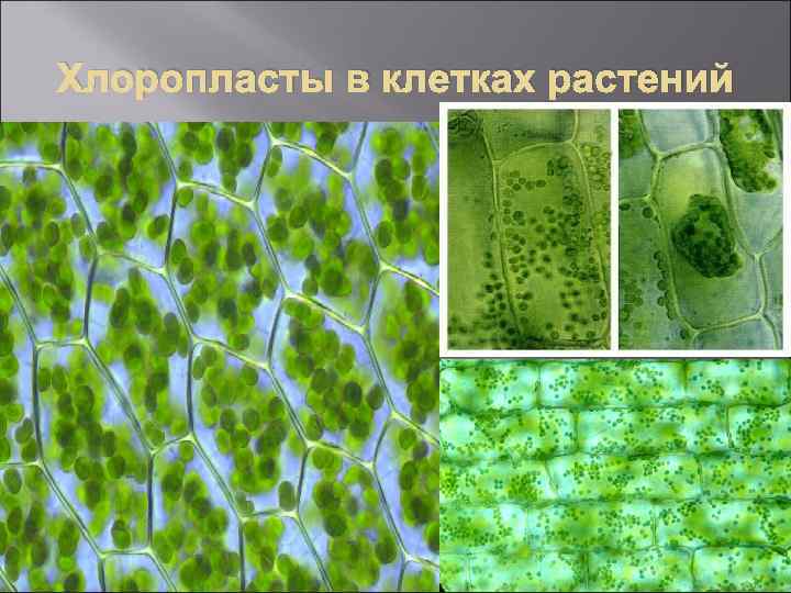 Хлоропласты в клетках растений 