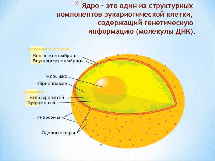 Ядро клетки фото