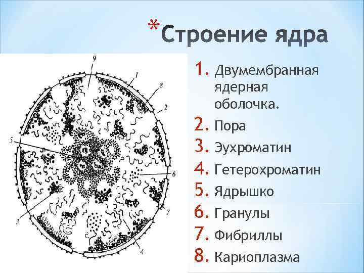 * 1. Двумембранная ядерная оболочка. 2. Пора 3. Эухроматин 4. Гетерохроматин 5. Ядрышко 6.