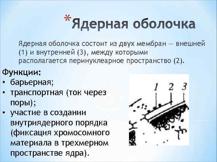 * Ядерная оболочка состоит из двух мембран — внешней (1) и внутренней (3), между