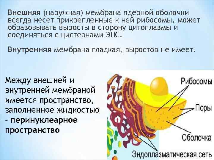Внешняя (наружная) мембрана ядерной оболочки всегда несет прикрепленные к ней рибосомы, может образовывать выросты