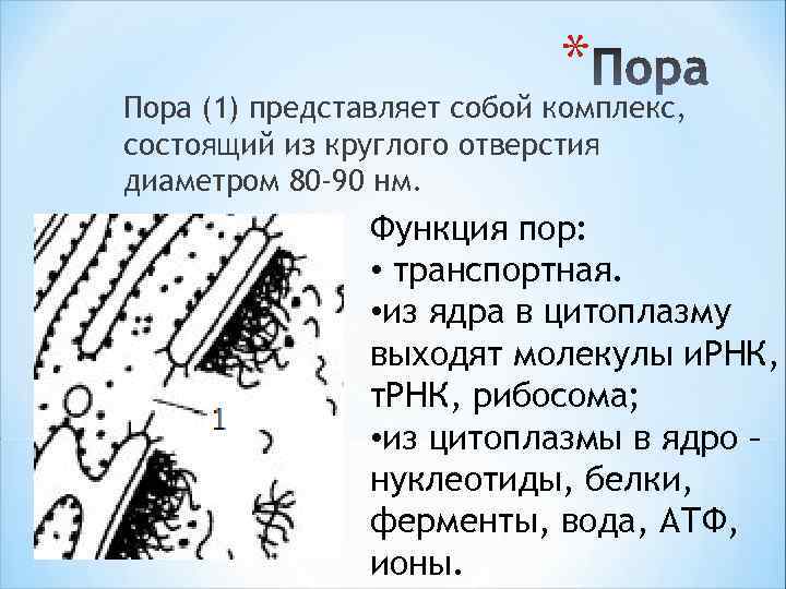 * Пора (1) представляет собой комплекс, состоящий из круглого отверстия диаметром 80 -90 нм.