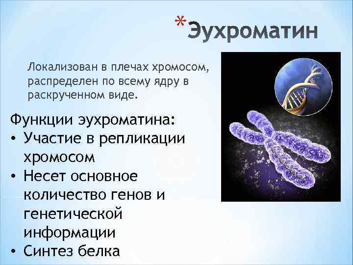 * Локализован в плечах хромосом, распределен по всему ядру в раскрученном виде. Функции эухроматина: