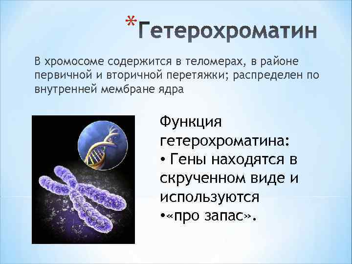 * В хромосоме содержится в теломерах, в районе первичной и вторичной перетяжки; распределен по