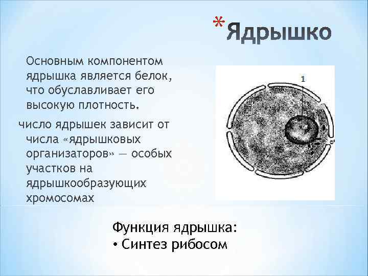 * Основным компонентом ядрышка является белок, что обуславливает его высокую плотность. число ядрышек зависит