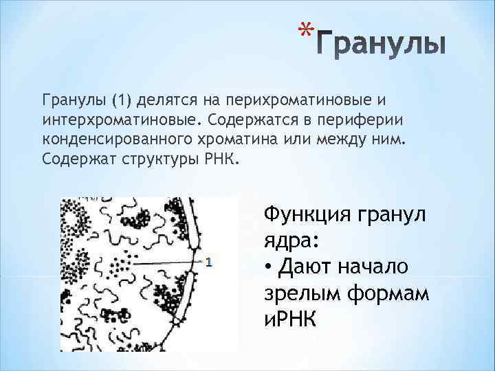 * Гранулы (1) делятся на перихроматиновые и интерхроматиновые. Содержатся в периферии конденсированного хроматина или