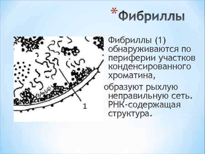 * Фибриллы (1) обнаруживаются по периферии участков конденсированного хроматина, образуют рыхлую неправильную сеть. РНК-содержащая