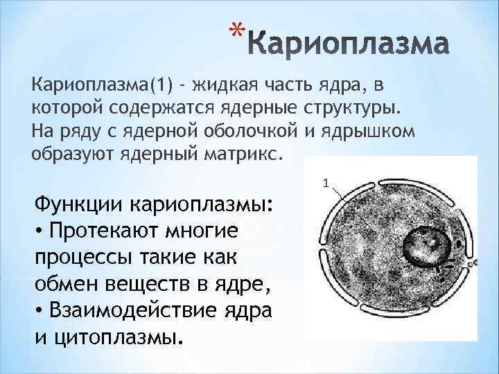 * Кариоплазма(1) - жидкая часть ядра, в которой содержатся ядерные структуры. На ряду с