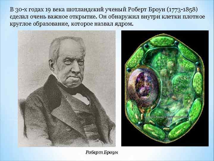 В 30 -х годах 19 века шотландский ученый Роберт Броун (1773 -1858) сделал очень
