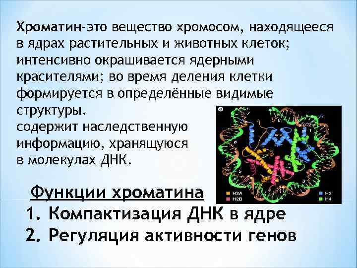 Хроматин-это вещество хромосом, находящееся в ядрах растительных и животных клеток; интенсивно окрашивается ядерными красителями;