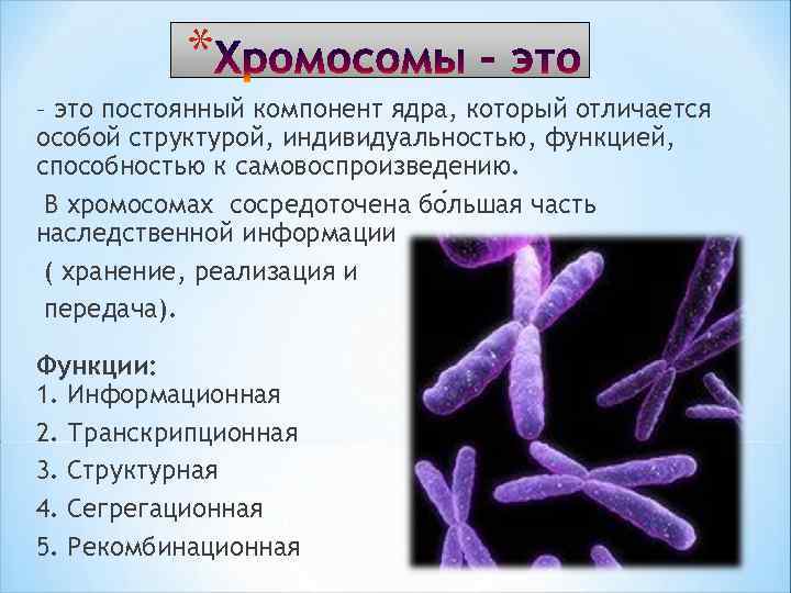 * – это постоянный компонент ядра, который отличается особой структурой, индивидуальностью, функцией, способностью к