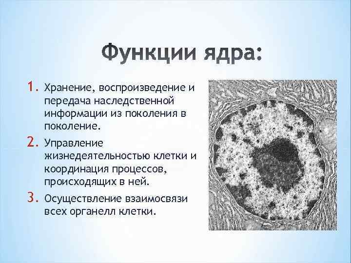 1. Хранение, воспроизведение и передача наследственной информации из поколения в поколение. 2. Управление жизнедеятельностью