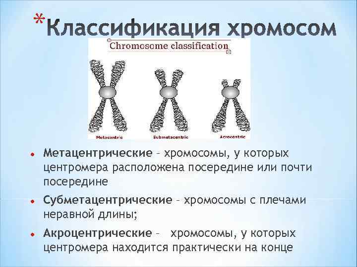 * Метацентрические – хромосомы, у которых центромера расположена посередине или почти посередине Субметацентрические –